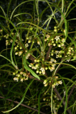Frangula alnus 'Aspleniifolia' RCP5-2014 0692.JPG